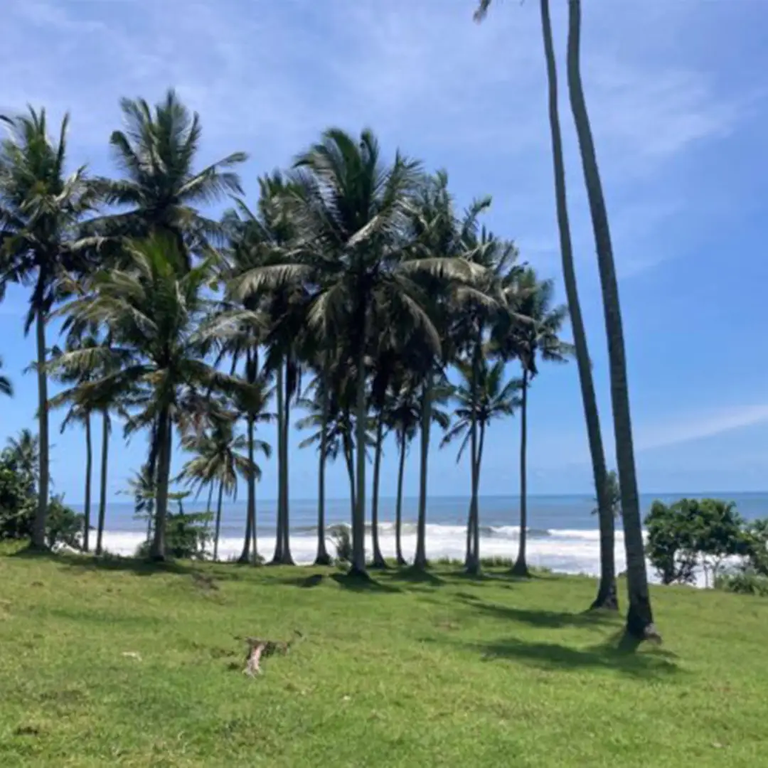 AA